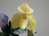 Paphiopedilum Concolor (Popow Orchids) 